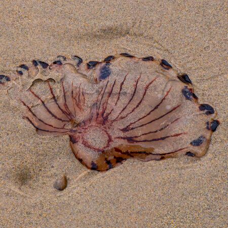 Jellyfish