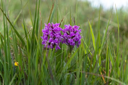 The Burren in Bloom