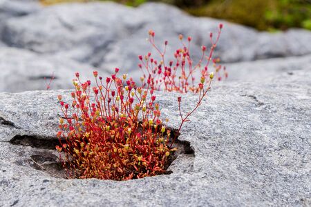 The Burren in Bloom