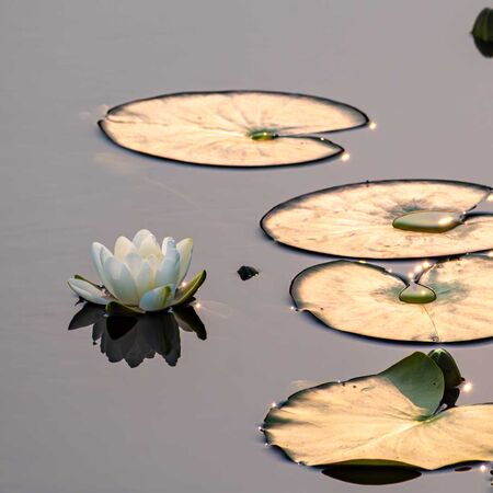 Waterlily